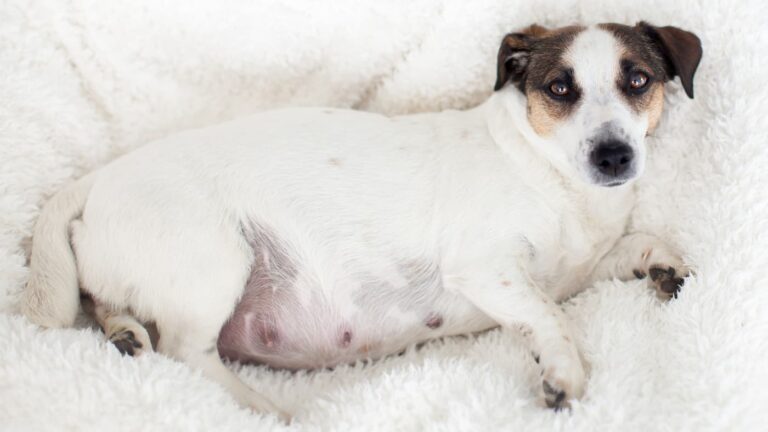 Ciężarna suka rasy Jack Russell Terrier leżąca na białym, puszystym kocu, patrząca spokojnym wzrokiem.