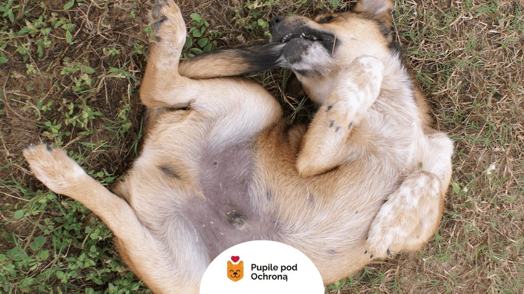 dlaczego pies gryzie ogon