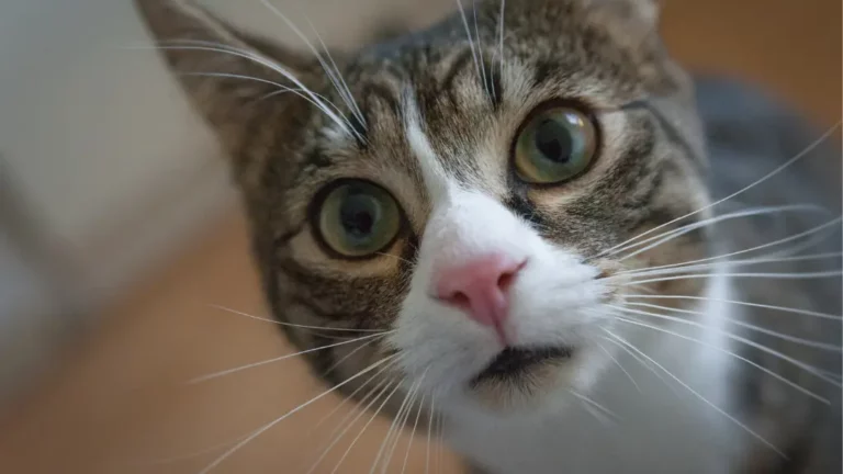 Chory z biegunki kot patrzy na właściciela prosząc o pomoc.