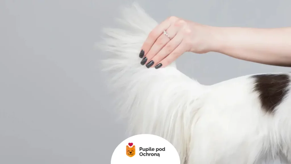 właściciel prezentuje zdrowy ogon psa