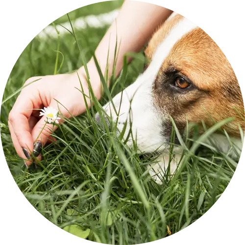 Kleszcze skaczÄ… na swoje ofiary z wysokich drzew