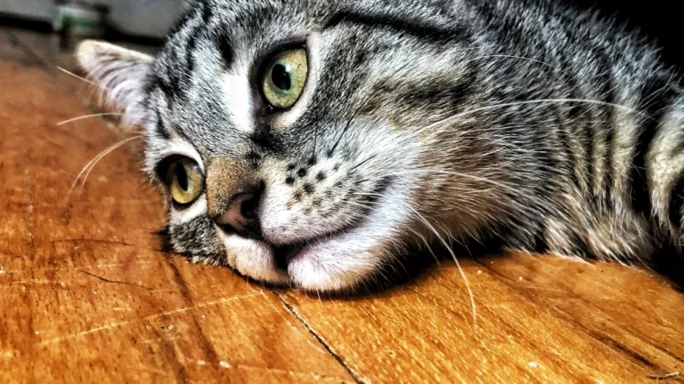 Zbliżenie na twarz pręgowanego kota leżącego na drewnianej podłodze. Kot ma charakterystyczne ciemne pręgi na szarym i jasnobrązowym futrze. Jego oczy są duże, okrągłe i mają intensywny, zielono-żółty kolor, z czarnymi źrenicami. Kot spoczywa z głową opartą na podłodze, a jego pysk jest blisko powierzchni. Widać jego różowy nos i długie, białe wibrysy. Uszy kota są skierowane do przodu, co sugeruje, że jest czujny lub zainteresowany czymś znajdującym się w pobliżu. Drewniana podłoga ma ciepły, brązowy odcień i widoczną teksturę słojów. Oświetlenie jest skierowane z góry, tworząc cienie pod głową kota i podkreślając jego rysy. Wyraz pyska kota jest spokojny i zrelaksowany, ale jego otwarte oczy wskazują na czujność. Makro zbliżenie pozwala na dostrzeżenie szczegółów futra i wyrazu kocich oczu. Cała scena emanuje spokojem i intymnością.