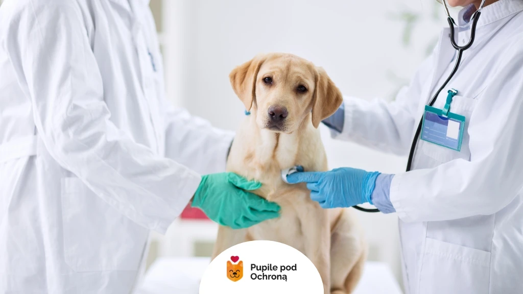 Dwaj weterynarze w białych fartuchach badają jasnego labradora. Jeden weterynarz, po prawej stronie, trzyma stetoskop na klatce piersiowej psa, ubrany w niebieskie lateksowe rękawiczki. Drugi weterynarz, po lewej stronie, w zielonych rękawiczkach, delikatnie przytrzymuje psa. Pies siedzi spokojnie na białym stole, patrząc wprost w obiektyw z łagodnym wyrazem pyska. W tle widać jasne, rozmyte otoczenie, prawdopodobnie gabinet weterynaryjny. Na dole zdjęcia znajduje się logo "Pupile pod Ochroną" z rysunkiem pomarańczowego psa w niebieskim kółku i napisem. Oświetlenie jest jasne i równomierne, podkreślające czystość i profesjonalizm sceny. Całość kadru sugeruje troskliwą opiekę weterynaryjną nad zwierzęciem.