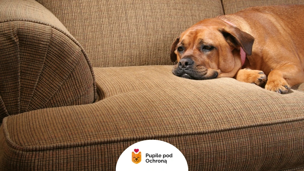 Śpiący, duży, brązowy pies rasy bullmastiff leży wygodnie na brązowej, teksturowanej sofie. Pies jest ułożony na boku, z głową opartą na poduszce sofy i przednimi łapami swobodnie zwisającymi z krawędzi. Jego pysk jest zmarszczony, a ciemne uszy opadają po bokach głowy. Na szyi psa widoczna jest różowa obroża. Sofa ma wyraźną fakturę w drobną kratkę i jest dobrze oświetlona z góry, co podkreśla jej kształty i załamania. W lewym dolnym rogu zdjęcia znajduje się białe kółko z logo "Pupile pod Ochroną", przedstawiającym pomarańczowego psa w niebieskim obramowaniu i napisem pod spodem. Cała scena emanuje spokojem i relaksem śpiącego zwierzęcia w domowym otoczeniu. Pies wydaje się być w głębokim śnie, bezpieczny i otoczony komfortem. Tekstura sofy dodaje obrazowi przytulności.