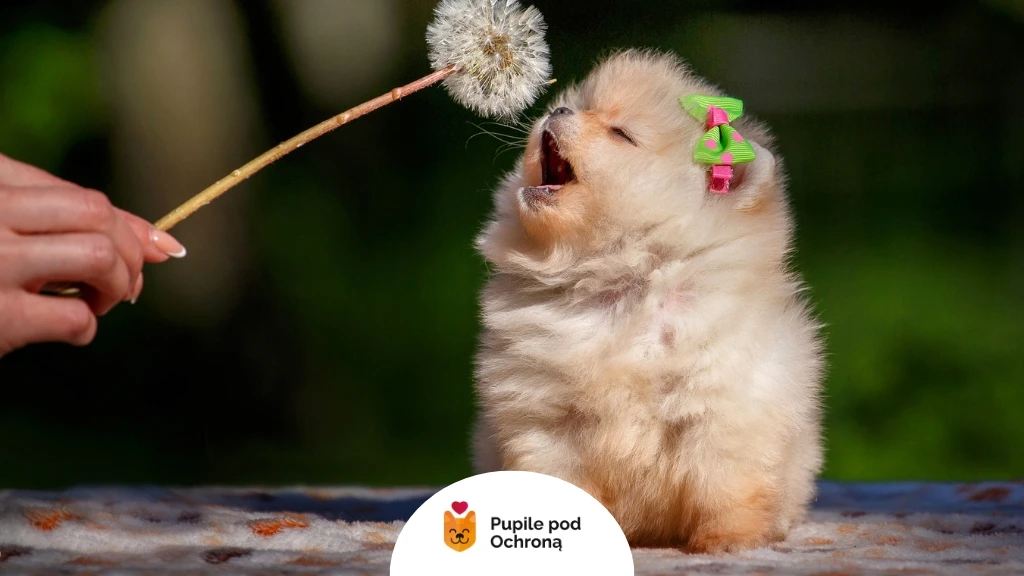 Mały, puszysty szczeniak rasy pomeranian w kolorze kremowym siedzi na wzorzystej powierzchni i próbuje złapać dmuchawca trzymanego przez ludzką dłoń. Szczeniak ma otwarty pyszczek, jakby szczekał lub próbował ugryźć delikatne nasiona dmuchawca. Na jego głowie, za uszami, widoczna jest zielono-różowa kokardka. Dmuchawiec jest lekko rozmyty, co sugeruje ruch. W tle widać rozmyte zielenie, prawdopodobnie trawnik lub liście, co wskazuje na plenerową scenerię. Światło jest jasne, naturalne, oświetlające futerko szczeniaka i puszystą główkę dmuchawca. W dolnej części zdjęcia znajduje się białe kółko z logo "Pupile pod Ochroną", przedstawiającym pomarańczowego psa w niebieskim obramowaniu i napisem pod spodem. Cała scena jest urocza i pełna energii, ukazująca ciekawość i zabawę małego psa w interakcji z otoczeniem. Kontrast między delikatnością dmuchawca a żywiołowością szczeniaka jest wyraźny.
