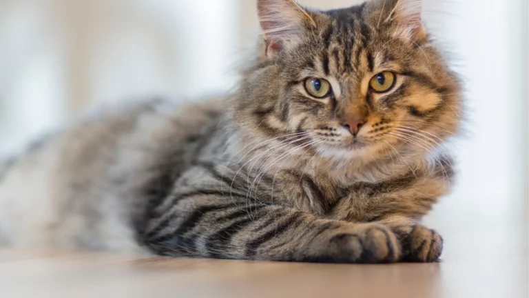 Pręgowany kot o długim futrze leży na jasnej, prawdopodobnie drewnianej podłodze. Kot ma gęste, wielowarstwowe futro w odcieniach szarości, brązu i czerni, z charakterystycznymi ciemnymi pręgami na bokach i łapach. Jego oczy są duże, okrągłe i mają zielono-żółty kolor, a źrenice są lekko rozszerzone. Kot patrzy prosto w obiektyw z wyrazem spokoju i ciekawości. Jego uszy są skierowane do przodu, a długie, białe wibrysy są dobrze widoczne wokół pyska. Przednie łapy kota są podwinięte pod klatkę piersiową. Tło jest jasne i rozmyte, co sprawia, że kot jest głównym punktem ostrości. Światło jest miękkie i naturalne, oświetlające futro kota i podkreślające jego teksturę. Cała scena emanuje spokojem i elegancją. Kot wydaje się być zrelaksowany i pozuje do zdjęcia. Jego puszyste futro i wyraziste oczy przyciągają wzrok.