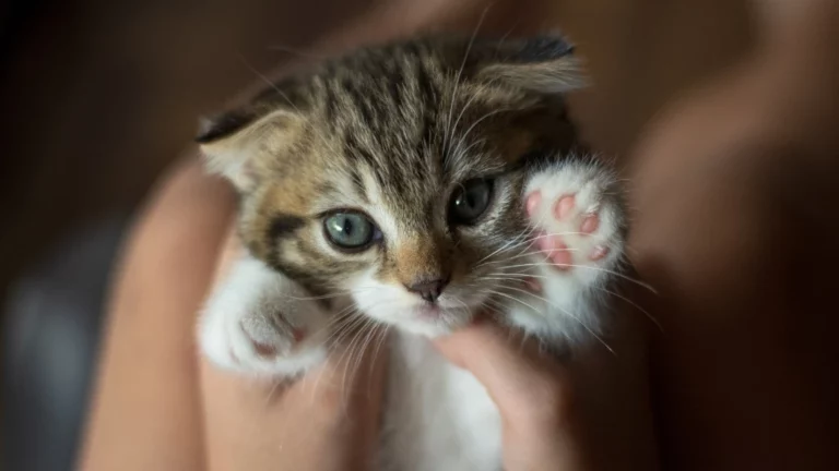 Mały, pręgowany kociak rasy jest trzymany w dłoniach. Kociak ma charakterystyczne złożone do przodu uszy, duże, okrągłe oczy o niebiesko-szarym kolorze i pręgowane futro w odcieniach brązu i szarości. Jego pyszczek jest jasny, a nos różowy. Kociak patrzy wprost w obiektyw z wyrazem ciekawości i niewinności. Jego przednie łapki są białe z różowymi poduszeczkami i delikatnymi pazurkami. Dłonie, które trzymają kociaka, są jasne i delikatne. Tło jest ciemne i rozmyte, co skupia całą uwagę na uroczym kociaku. Oświetlenie jest miękkie, podkreślające futerko i wyraz oczu zwierzęcia. Cała scena emanuje czułością i delikatnością. Kociak wydaje się być mały i bezbronny, bezpieczny w ludzkich dłoniach. Jego unikalne uszy i uroczy wyraz pyska przyciągają wzrok.