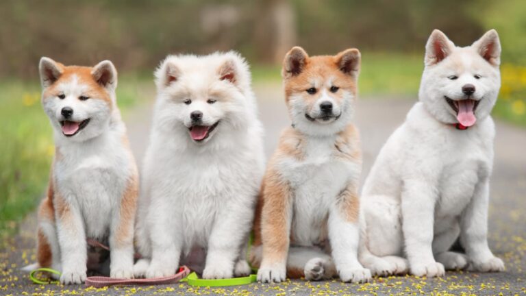 Cztery puchate szczeniaki rasy akita siedzące obok siebie na leśnej ścieżce, wszystkie z uśmiechniętymi pyszczkami i różnokolorowymi obrożami.