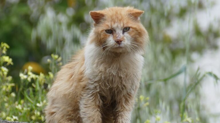 Brudny i zaniedbany rudy kot z białą sierścią na piersi, siedzący na dworze i patrzący prosto w obiektyw.
