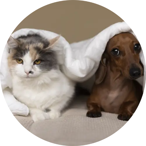 Kot i pies rasy jamnik w ręczniku