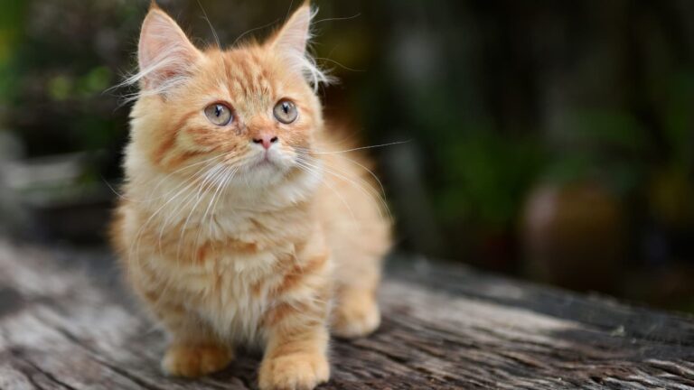 Rudo-biały kot o długim futrze stoi na zewnątrz na starym drewnianym pniu, patrząc w górę z ciekawością. W tle rozmyta roślinność.