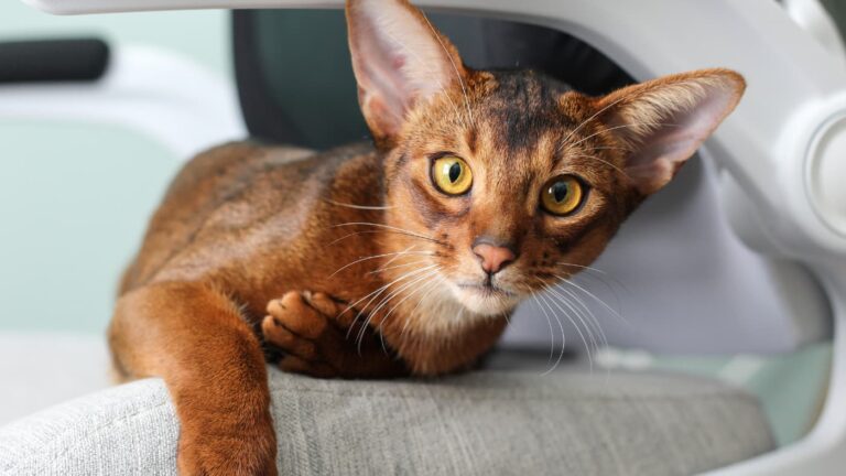Kot abisyński o brązowo-rudym umaszczeniu leżący na fotelu, z dużymi złotymi oczami patrzący prosto w obiektyw.