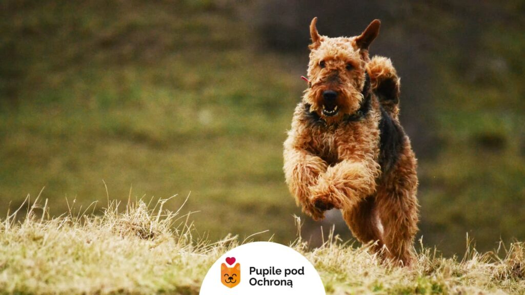 Airedale terrier w ruchu, biegnie po łące z uniesionymi łapami i otwartym pyskiem, wyglądając energicznie i radośnie.