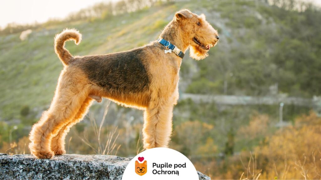 Airedale terrier stoi na dużym kamieniu z krajobrazem wzgórz w tle, oświetlony złotym światłem zachodzącego słońca.