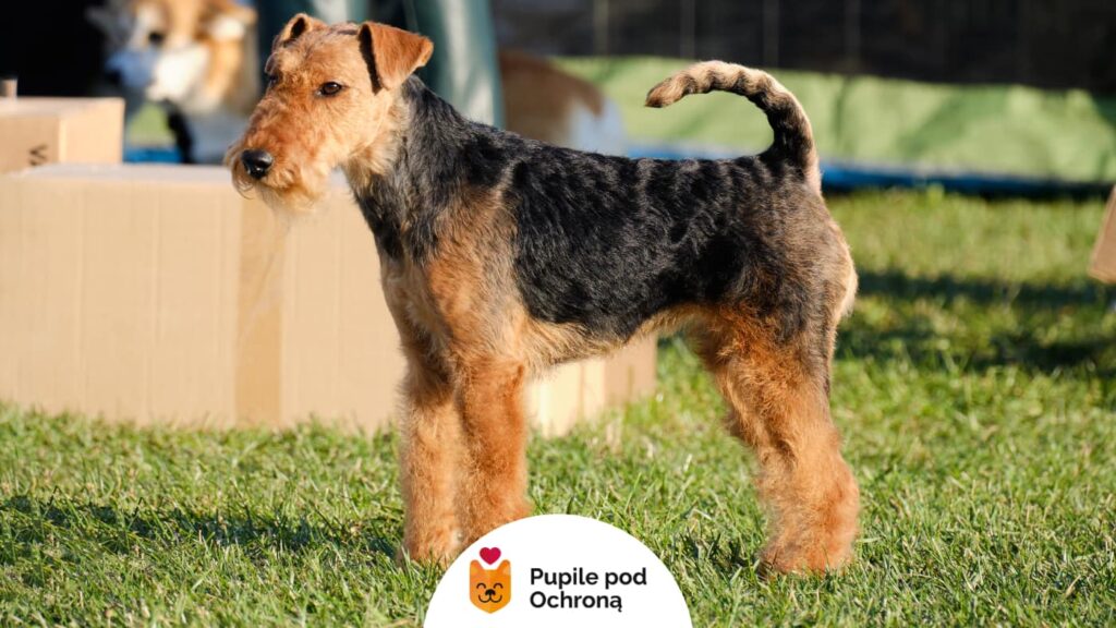 Airedale terrier stoi na zielonej trawie w pozycji wystawowej, z kartonowymi pudłami i innymi psami widocznymi w tle.