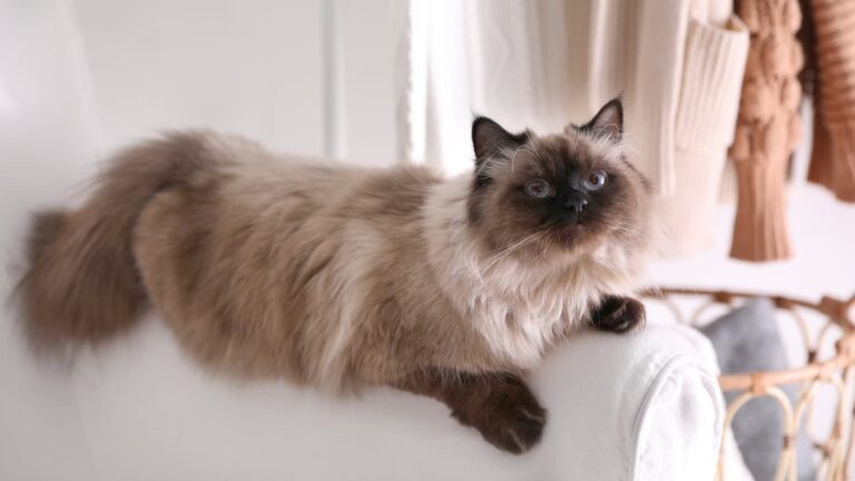 Kot balijski o półdługiej, kremowo-brązowej sierści leży na oparciu jasnej kanapy w domowym wnętrzu.