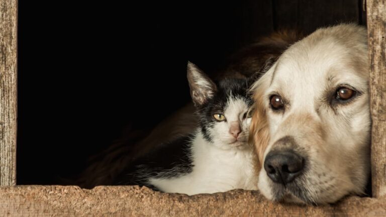 Czarnobiały kot i beżowy pies leżą razem w drewnianej budzie, spoglądając przez otwór na zewnątrz.