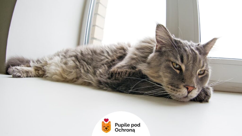 Duży szary kot rasy Maine Coon leży rozciągnięty na białym parapecie przy oknie, z głową opartą o podłoże i półprzymkniętymi oczami.