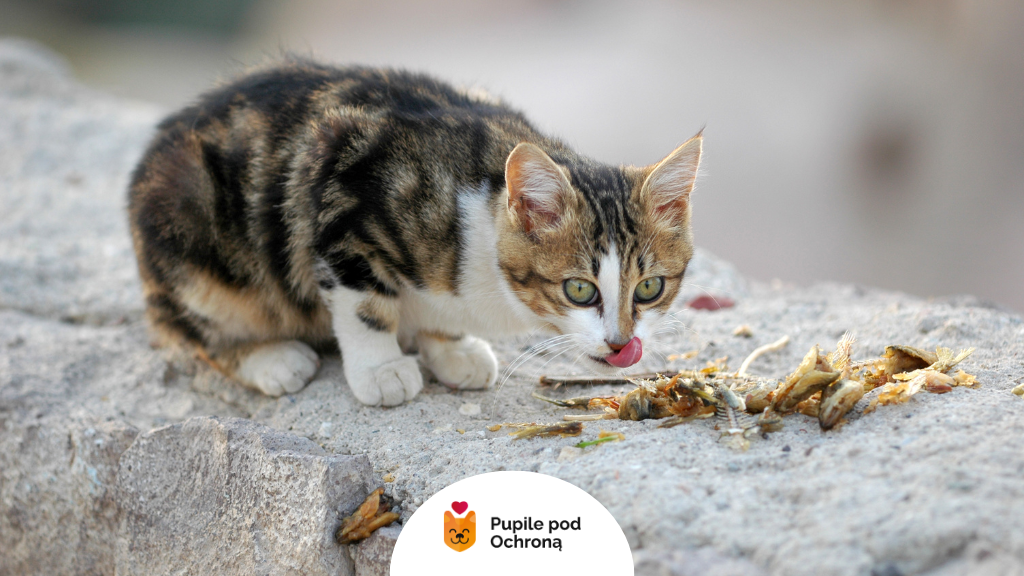 Kot jedzący surową rybę – potencjalne źródło zakażenia przywrami kocimi (Opisthorchis felineus).