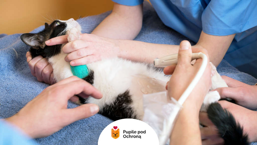Diagnostyka przywr kocich – kot podczas badania USG w kierunku opistorchozy (Opisthorchis felineus)