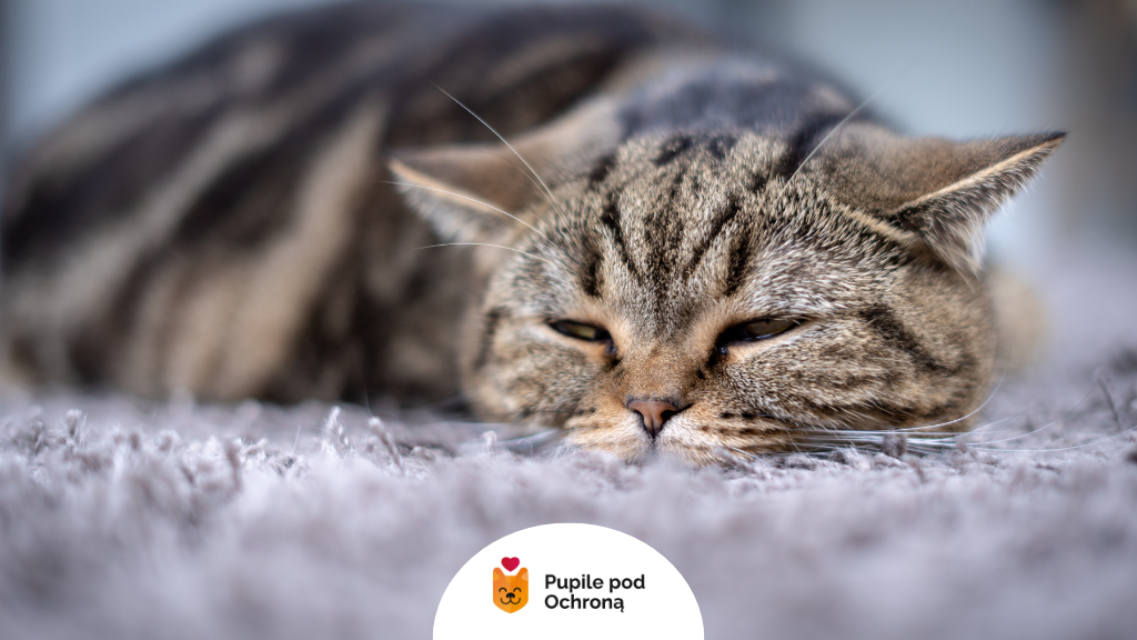 Kot z objawami opistorchozy – przymknięte oczy, osłabienie, możliwe zakażenie przywrami kocimi (Opisthorchis felineus).