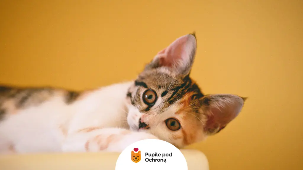 Młody, trójkolorowy kotek wymagający wczesnego i regularnego odrobaczania kota.