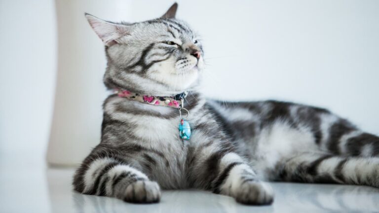 Srebrny kot leżący z dumną postawą na jasnej podłodze, z zawieszką na szyi i wyrazem zadowolenia.