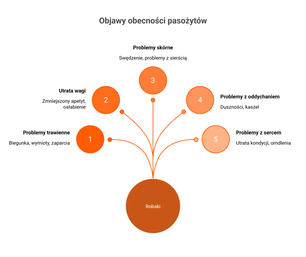 Infografika przedstawiająca najczęstsze objawy pasożytów i odrobaczanie kota.