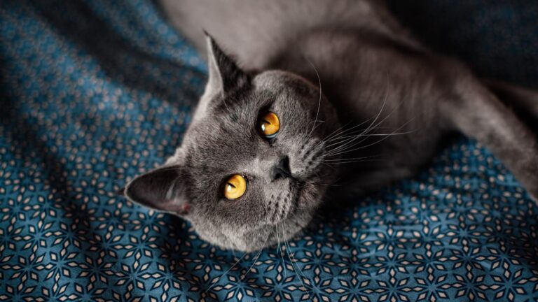 Szary kot brytyjski krótkowłosy z bursztynowymi oczami leżący na niebieskiej wzorzystej pościeli, patrzący w górę.