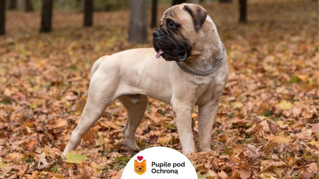 Pies rasy bullmastiff stojący na opadłych jesiennych liściach w parku, z językiem na wierzchu i łańcuszkiem na szyi.
