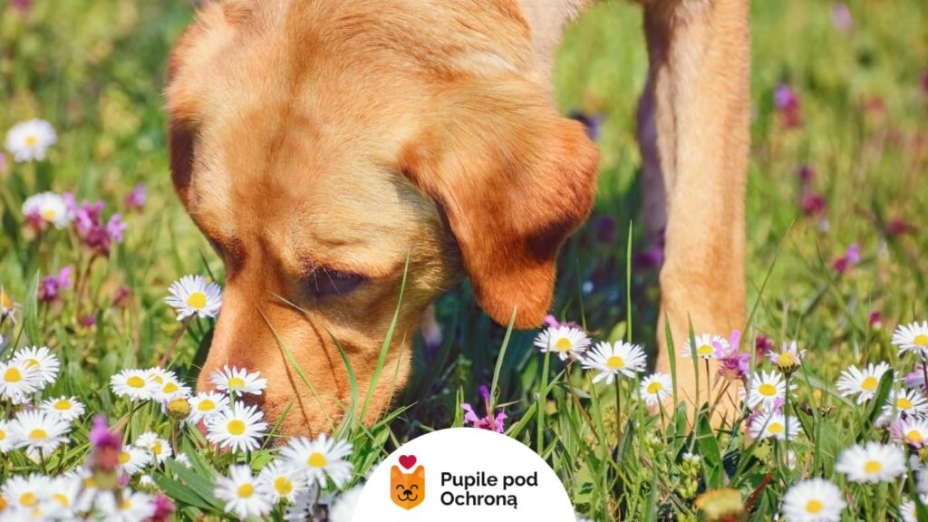 Zbliżenie na rudego labradora wąchającego stokrotki na zielonej łące.