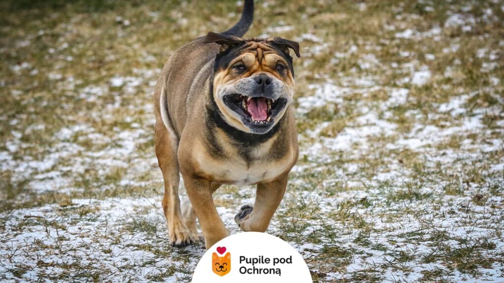 Pies rasy Dog z Majorki z szeroko otwartym pyskiem biegnący energicznie po ośnieżonej trawie.