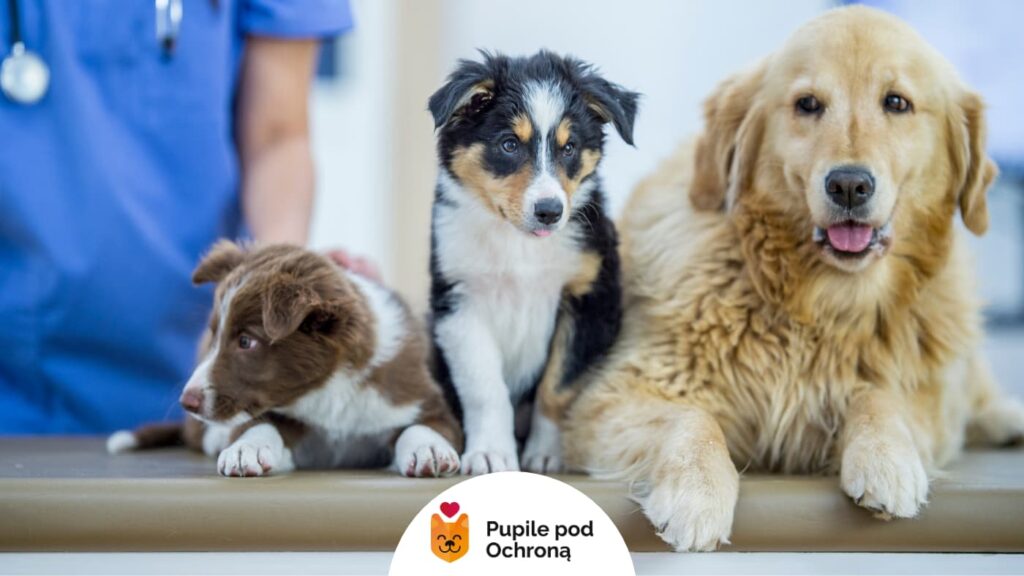 Trzy psy siedzące na stole weterynaryjnym — szczeniaki rasy border collie oraz dorosły golden retriever.