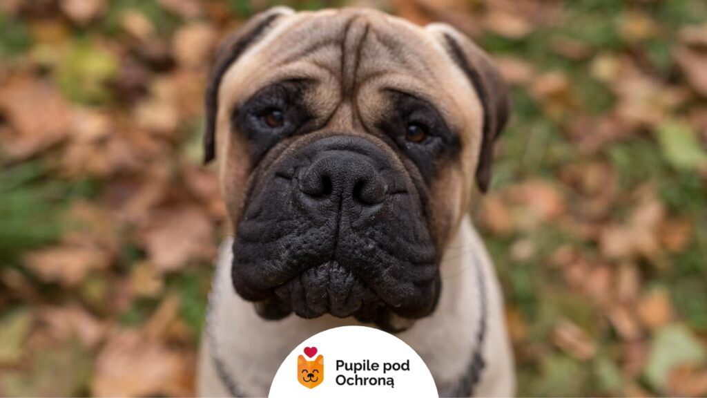 Zbliżenie na pysk psa rasy bullmastiff, patrzącego prosto w obiektyw, w tle opadłe liście.