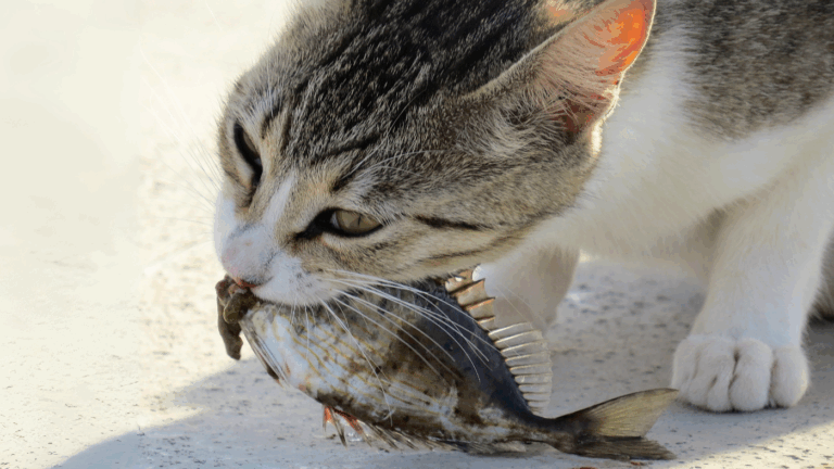 Kot rasy europejskiej z rybą