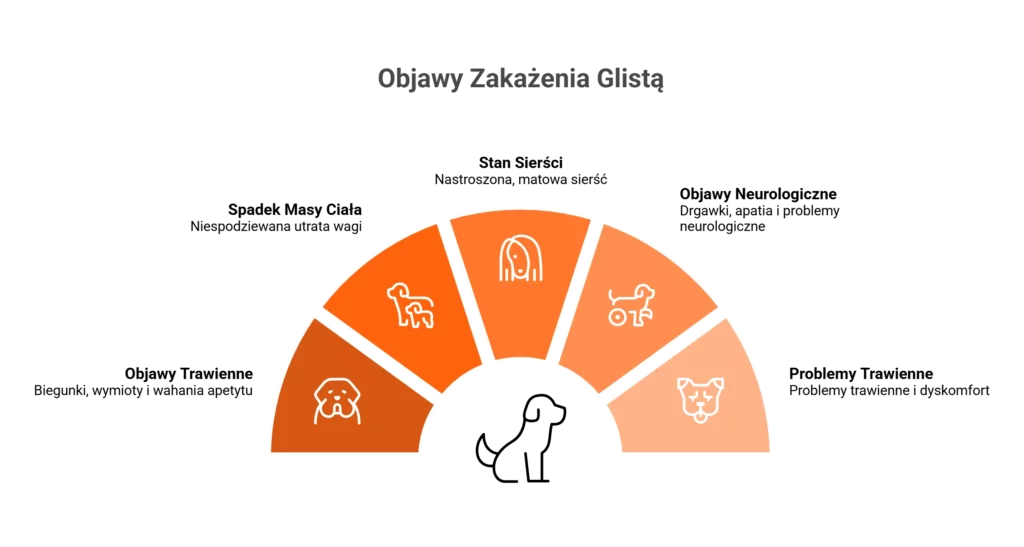 Infografika pokazująca objawy zakażenia glistą