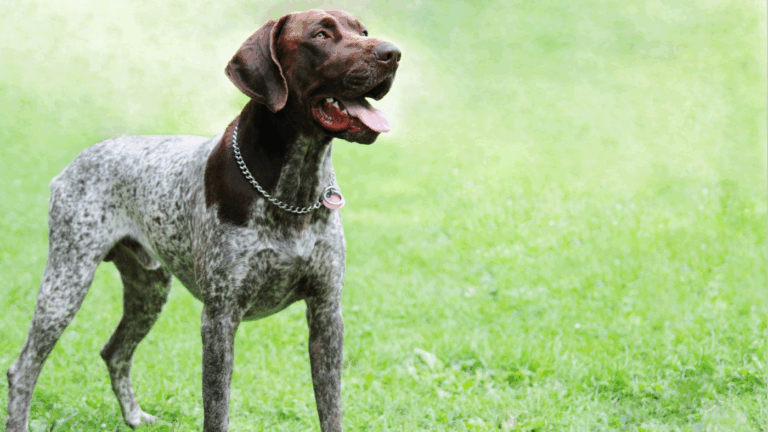 Wyżeł niemiecki krótkowłosy stojący na zielonej trawie z wysuniętym językiem