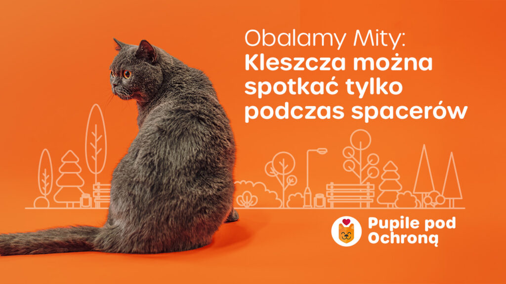 obrazek przedstawiający siedzącego kota do obalamy mity o pasożytach