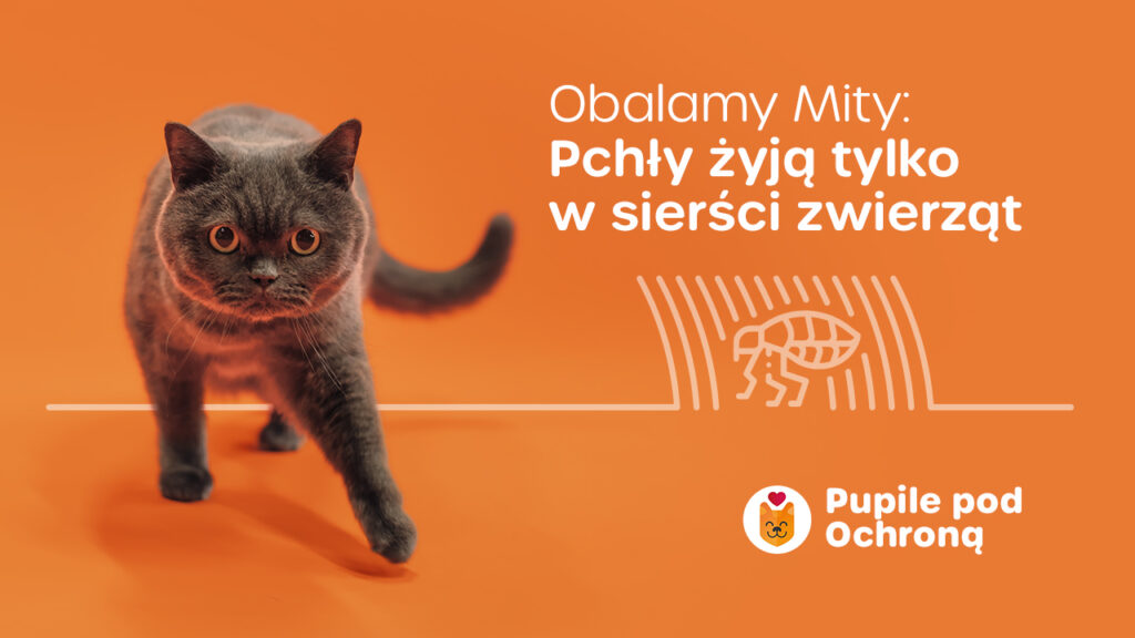 Plakat obalający mit o pchłach w sierści zwierząt