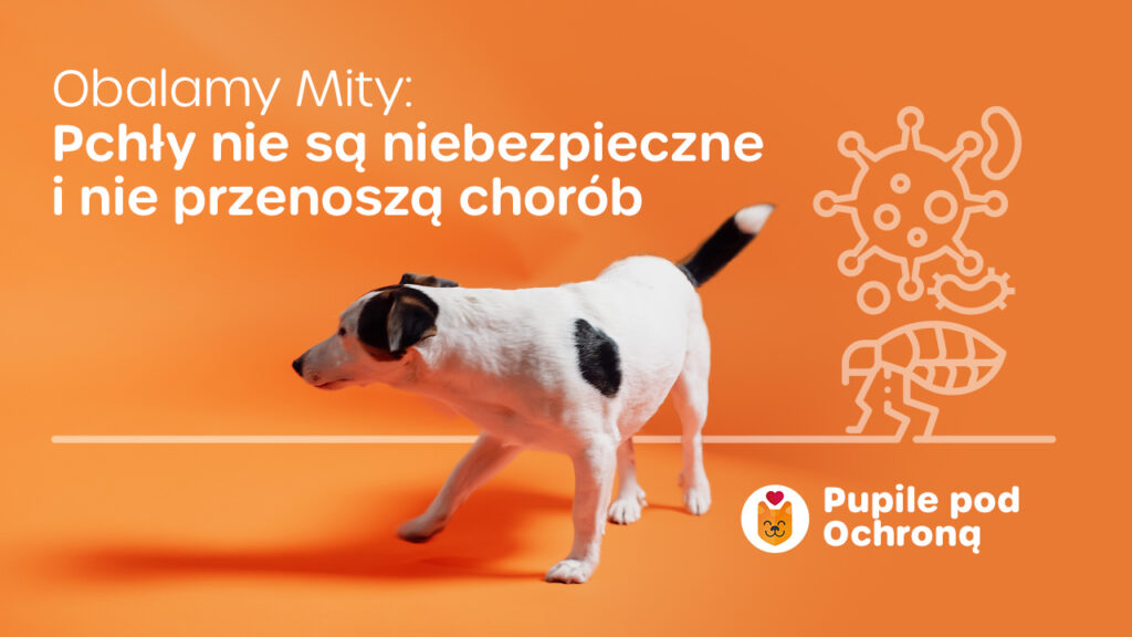 Plakat obalający mit o przenoszeniu chorób przez pchły