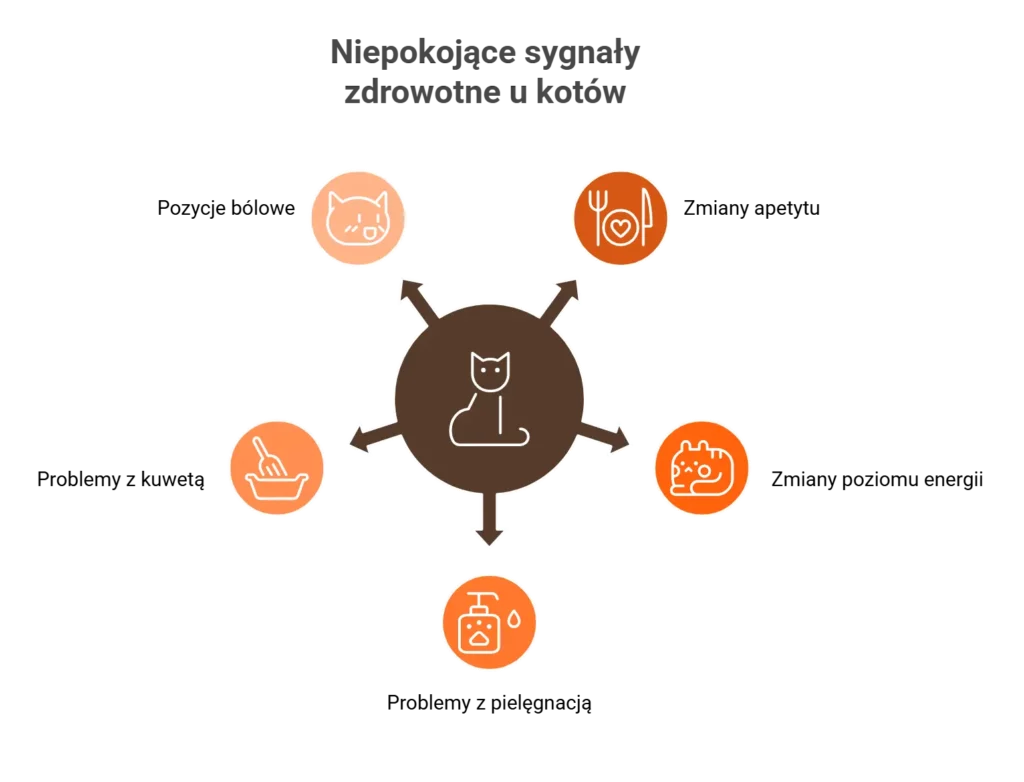 Infografika niepokojące sygnały zdrowotne: pozycja bólowa, brak apetytu – jak rozpoznać ból u kota