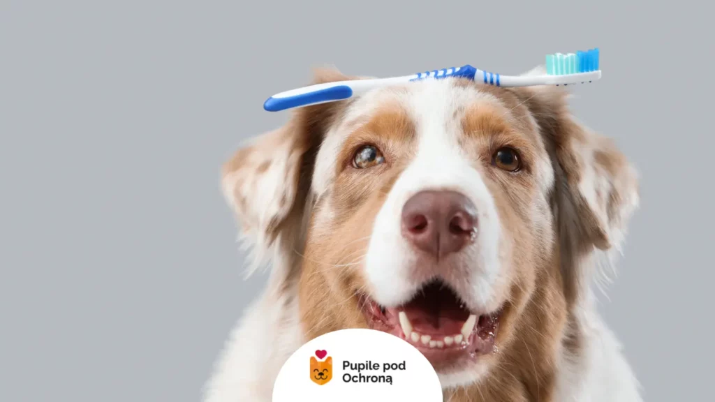 Owczarek australijski ze szczoteczką – higiena, by psu nie śmierdziało z pyska