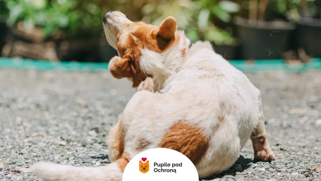 Pies intensywnie drapie się po boku. To może być alergiczne pchle zapalenie skóry (APZS), czyli alergia u psa na pchły