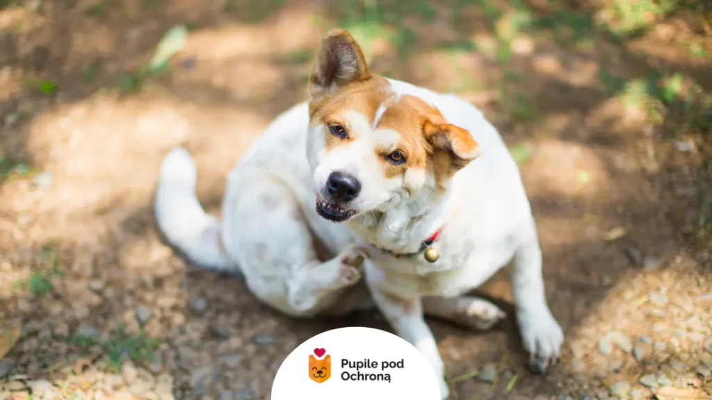 Pies drapie się po uchu i szyi na zewnątrz. To typowy objaw alergii wziewnej u psa, np. na pyłki