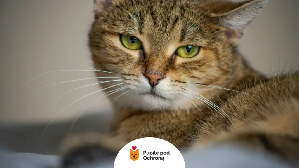 Smutny bury kot z zielonymi oczami leżący na boku – objawy choroby