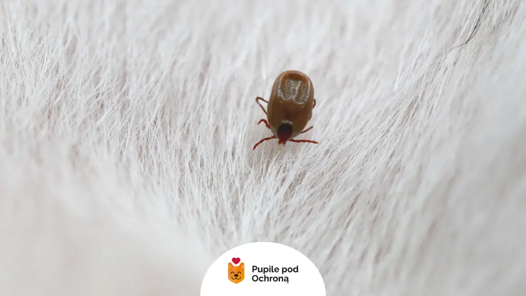 Duży, w pełni wczepiony kleszcz u psa przed usunięciem