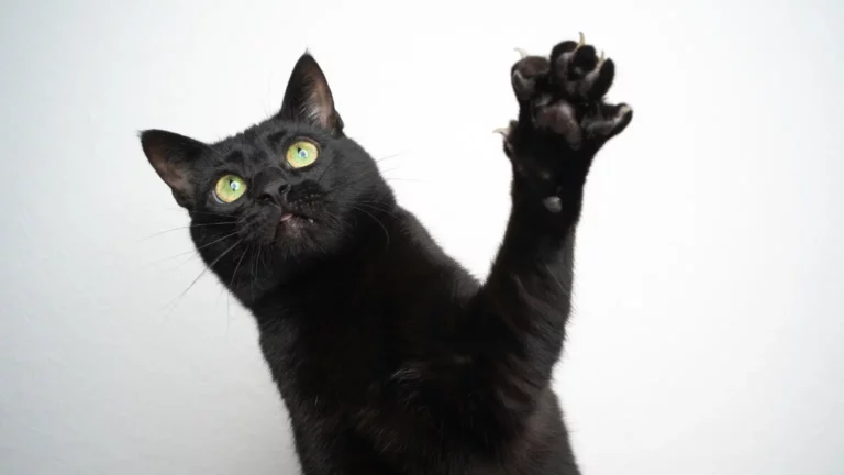 Czarny kot wyciąga łapę z pazurami. Artykuł wyjaśnia, czym jest choroba kociego pazura i jak jej zapobiegać