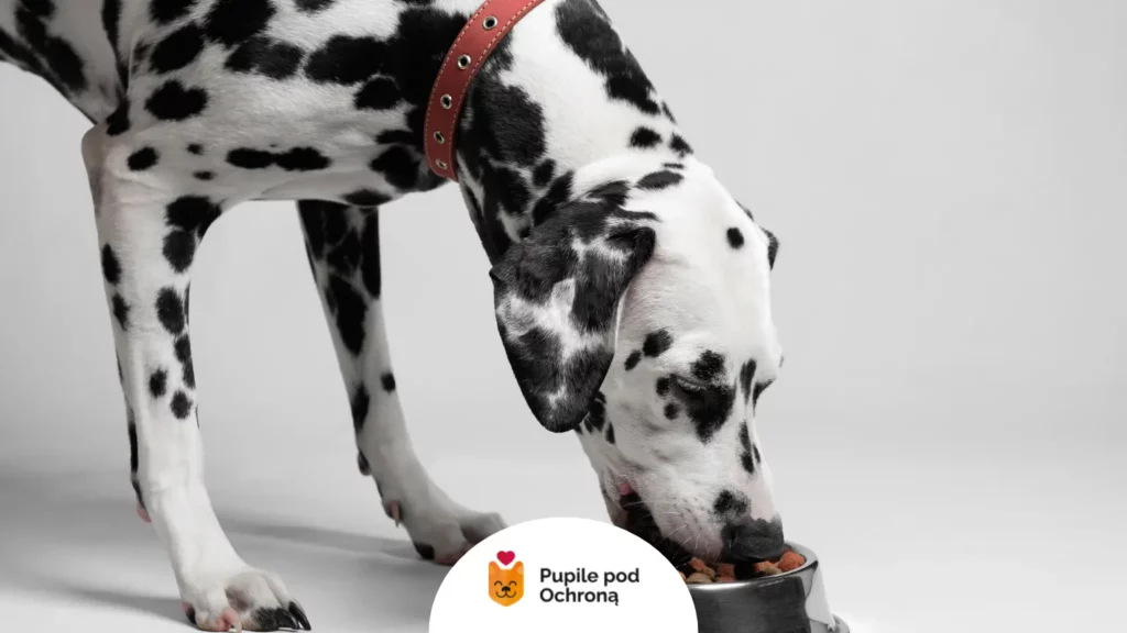 Dalmatyńczyk je karmę – wpływ diety na to, że psu śmierdzi z pyska