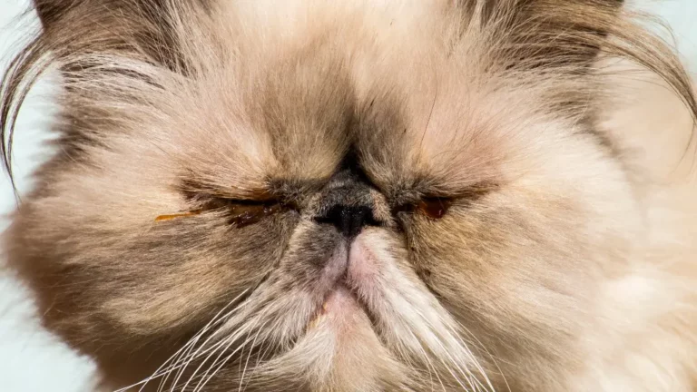 Zbliżenie na kota perskiego, który ma brązowe śpiochy u kota i problemy z oczami.