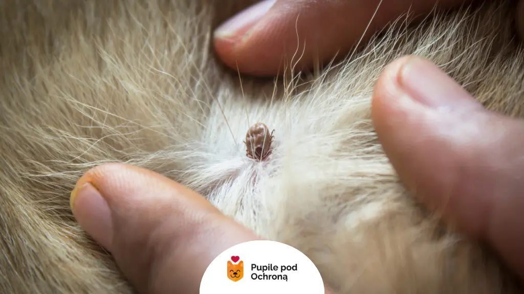 Dokładne oględziny: wczepiony kleszcz u psa w sierści, aby uniknąć urwanego kleszcza